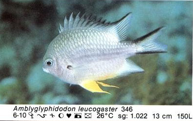 Amblyglyphidodon leucogaster